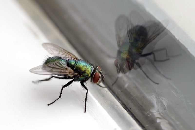 Fly Pest Control in Fort Worth, TX