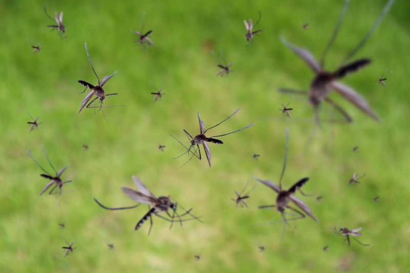 Mosquitoes Pest Control in Fort Worth, TX