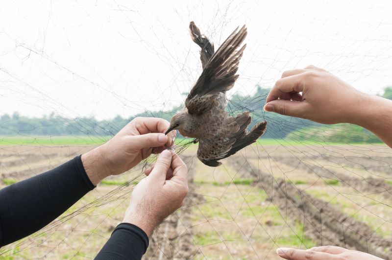 Wildlife Control