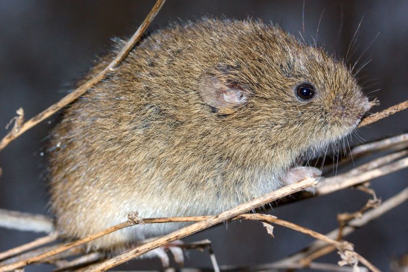 Wildlife Control