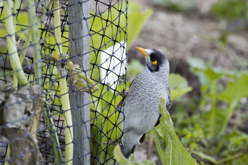 Wildlife Control