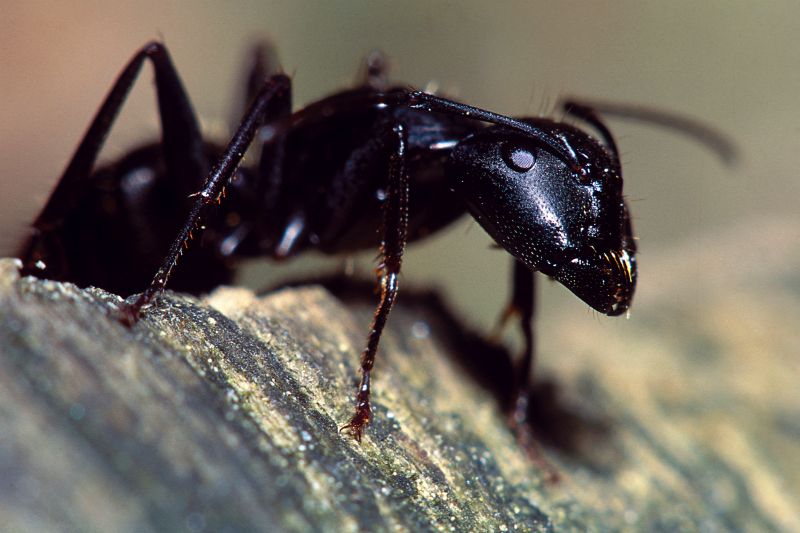 Ants Extermination Service in Rockwall, TX