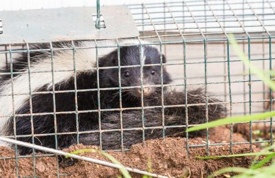 Cost of Wildlife Control — Cost of Wildlife Control
