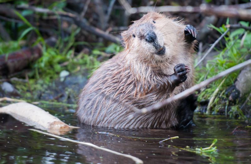 Cost of Wildlife Control — Cost of Wildlife Control