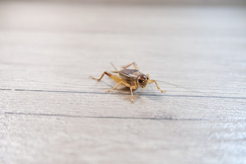 Cricket Removal Service in Mckinney, TX