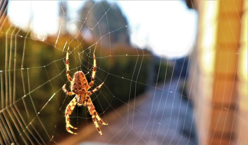 Cross Spider Extermination in New Braunfels, TX