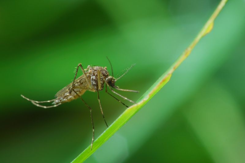 Fly Pest Control in Katy, TX