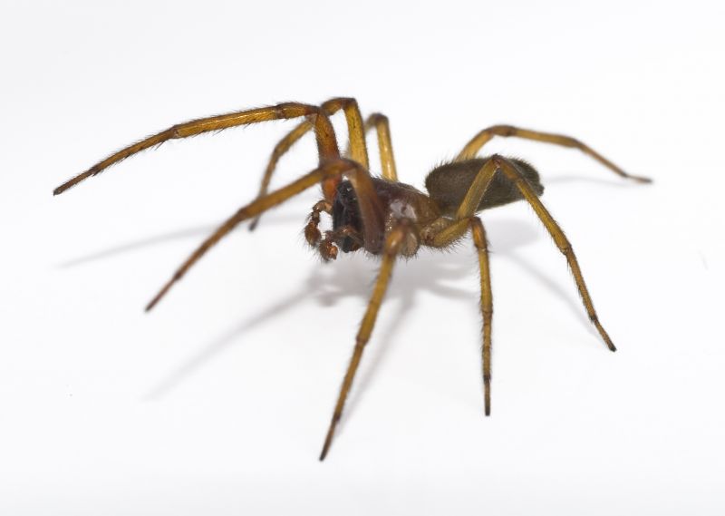 Spider Extermination Service in Katy, TX