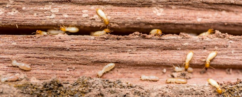 Termite Treatment Service in Frisco, TX