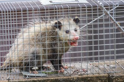 Opossum Presence