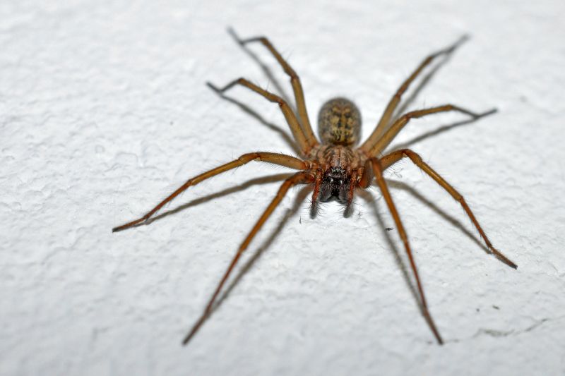 Wolf Spider Removal in New Braunfels, TX